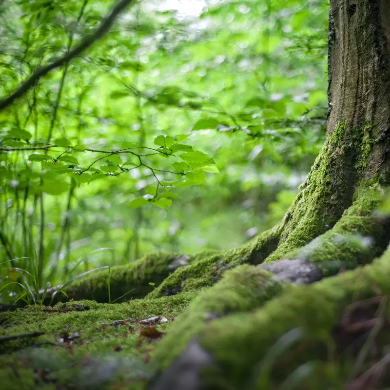 International conference: Forestry science for sustainable development