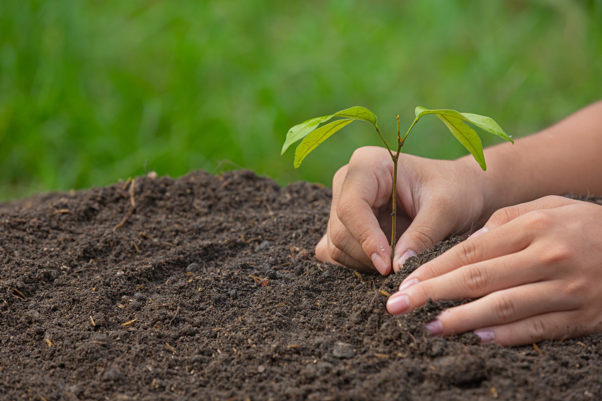 close-up-picture-hand-holding-planting-sapling-plant_1150-28373