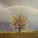 A tree with flowers stands alone below a rainbow in cloudy weather