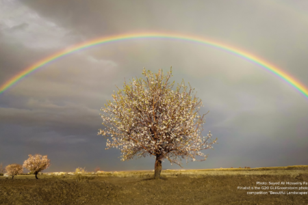 A tree with flowers stands alone below a rainbow in cloudy weather