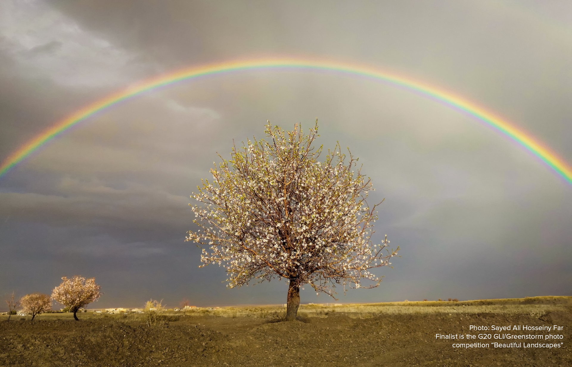 A tree with flowers stands alone below a rainbow in cloudy weather