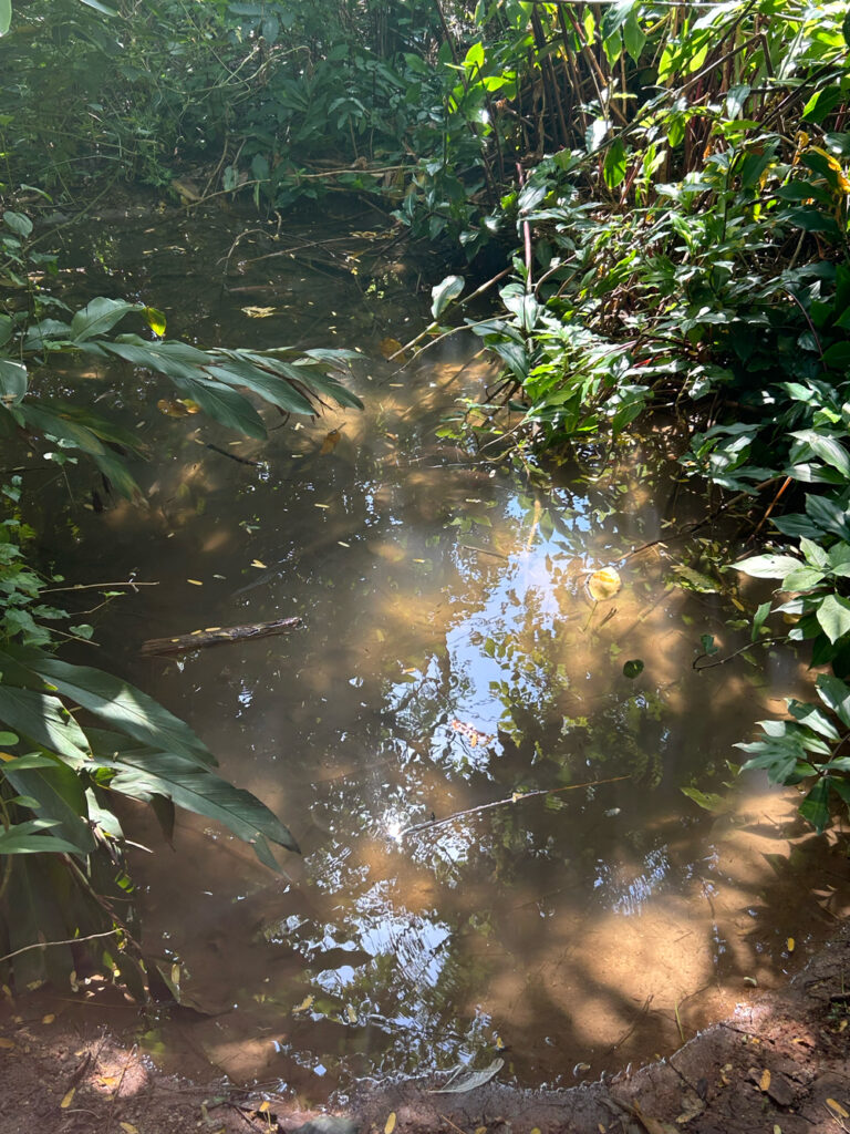 Water pools in rain forest