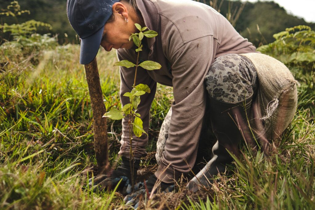A woman planting tree