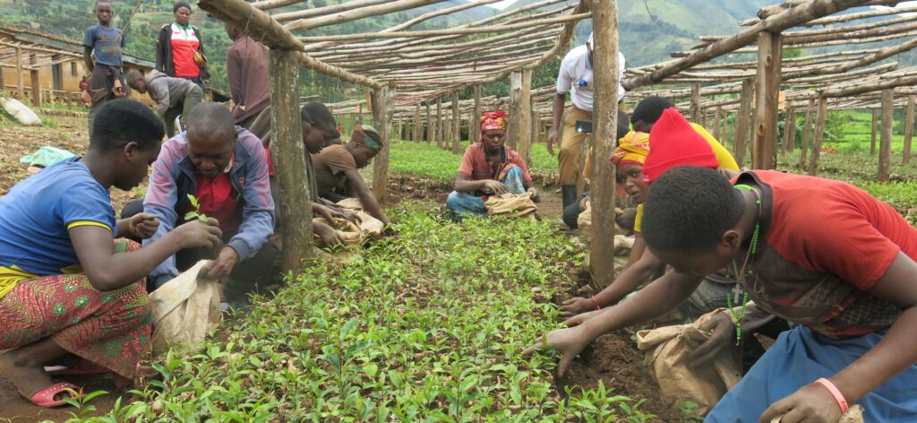 A group of farmers picking leaves in a field, in Africa