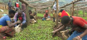 A group of farmers picking leaves in a field, in Africa