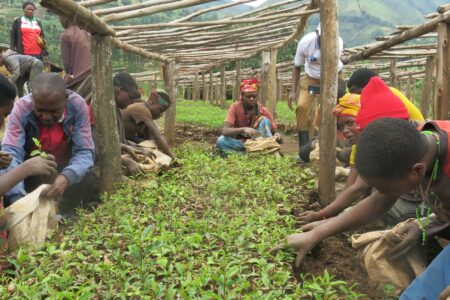 A group of farmers picking leaves in a field, in Africa