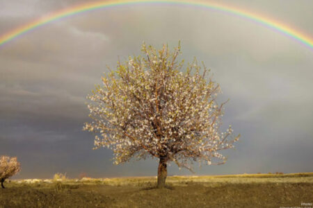 Rainbow and a tree