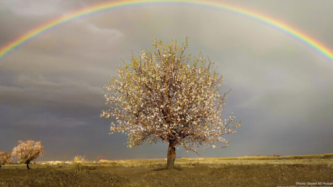 Rainbow and a tree
