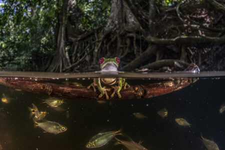 A frog sits on a twig in a river, poking out of water, in Costa Rica