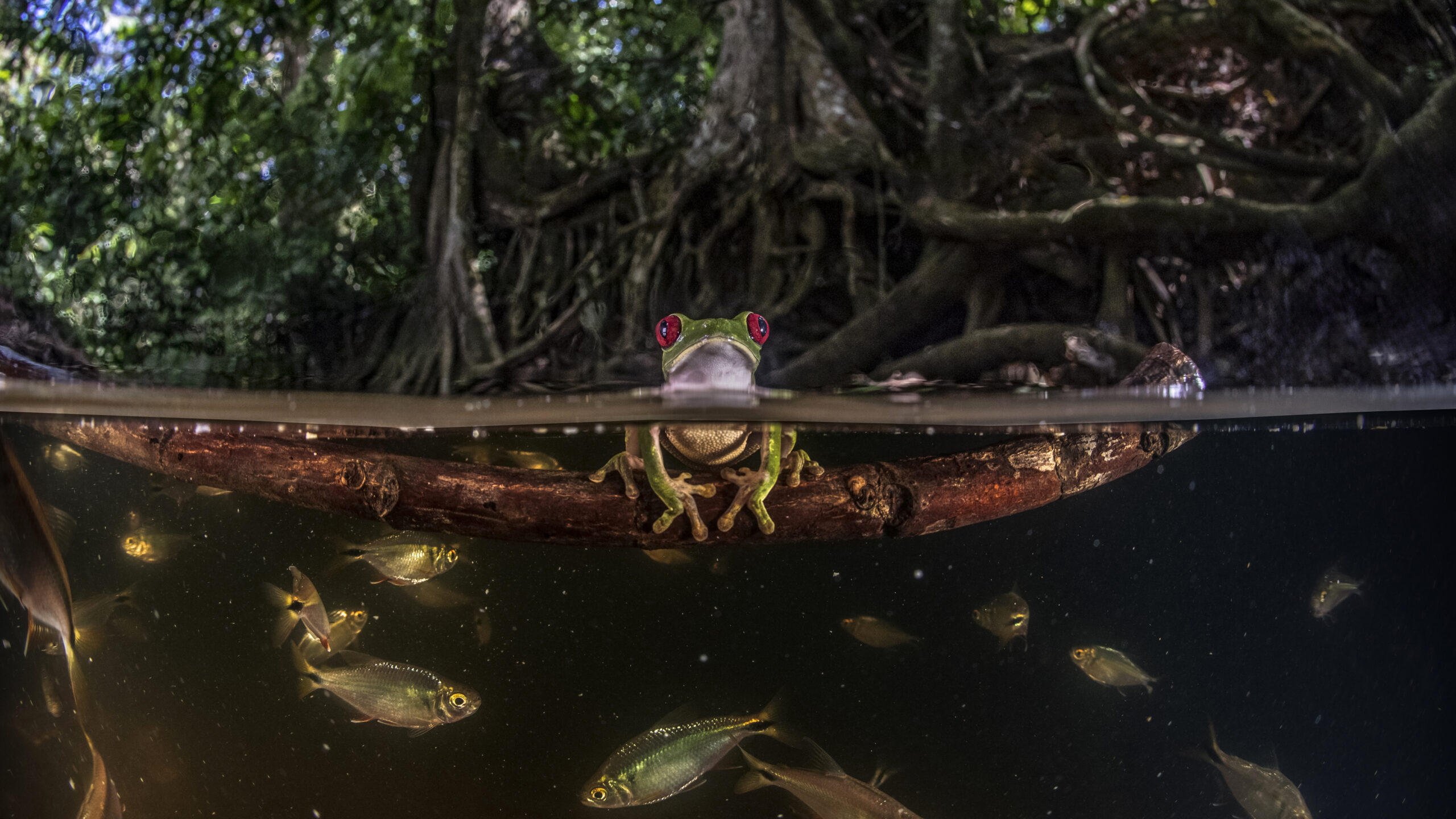 A frog sits on a twig in a river, poking out of water, in Costa Rica