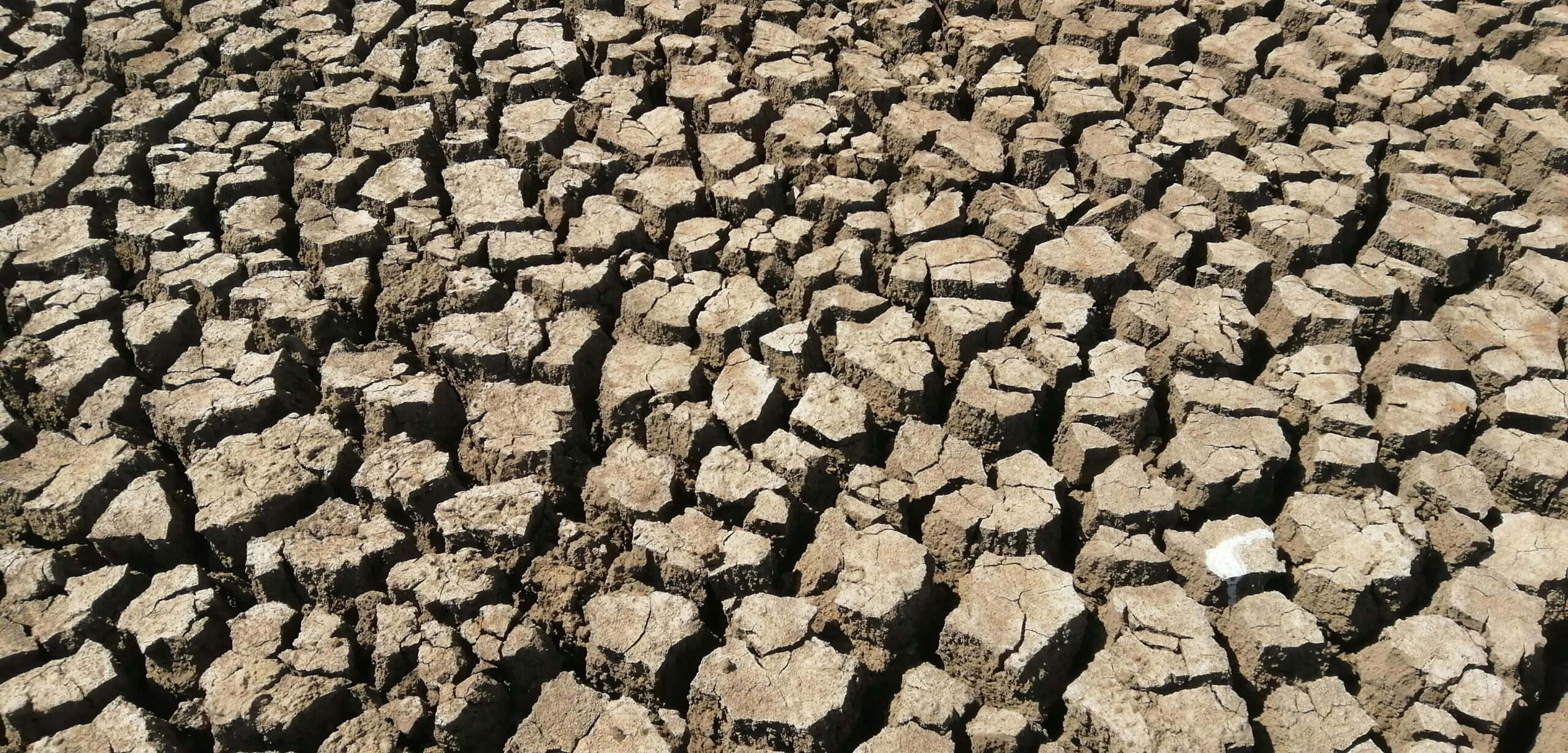 Cracked earth in drought