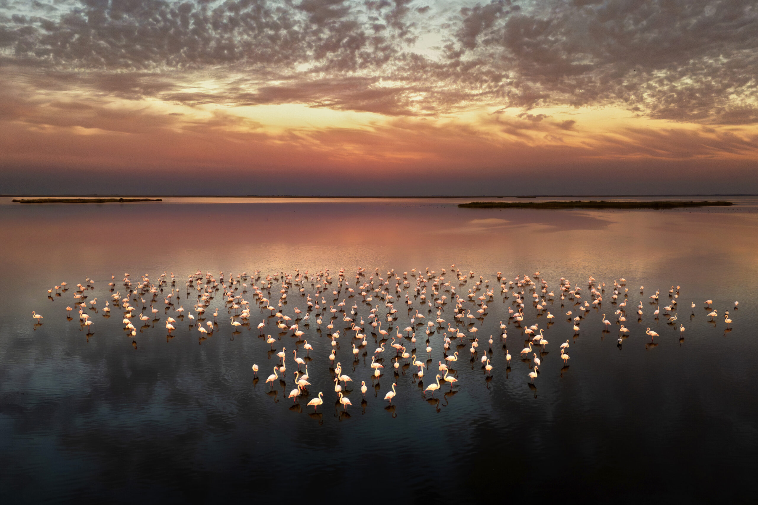 A flamboyance of flamingos take their time in the sea, in Dalyan, Turkey