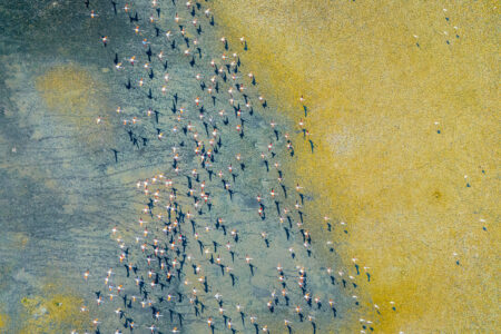 Flamingos flying over wetlands in Trkey