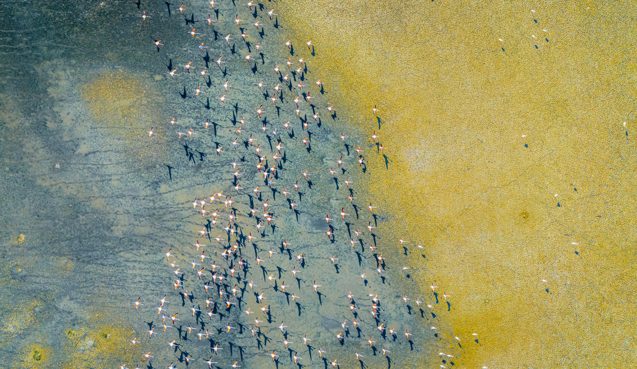 Flamingos flying over wetlands in Trkey