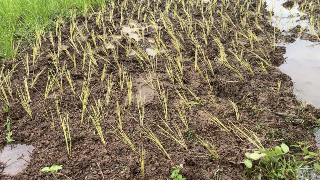 Grass and mud in Sierra Leone