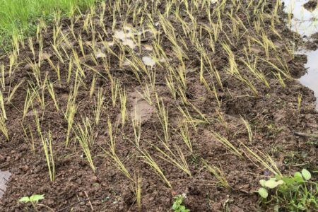 Grass and mud in Sierra Leone