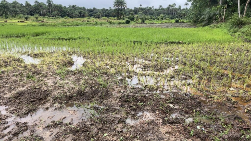 Mud and grass in Sierra Leone
