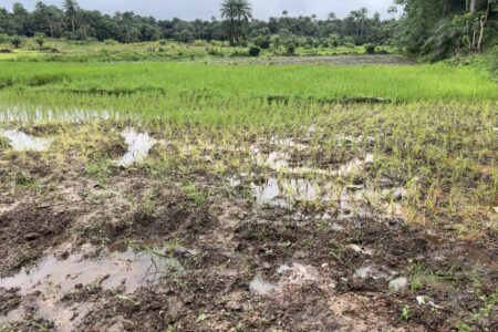 Mud and grass in Sierra Leone