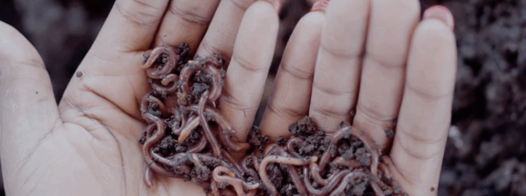 Hands hold worms