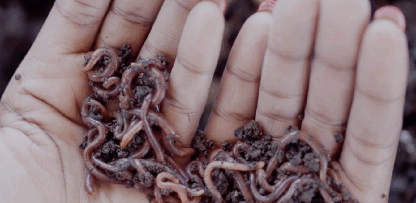 Hands hold worms