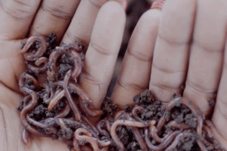 Hands hold worms