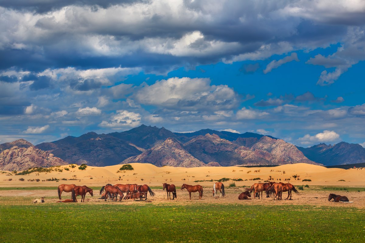 Horses on open fields in Mongolia