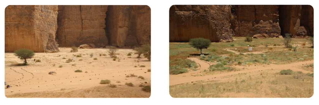 Before and after comparison of degraded and restored landscape in Saudi Arabia