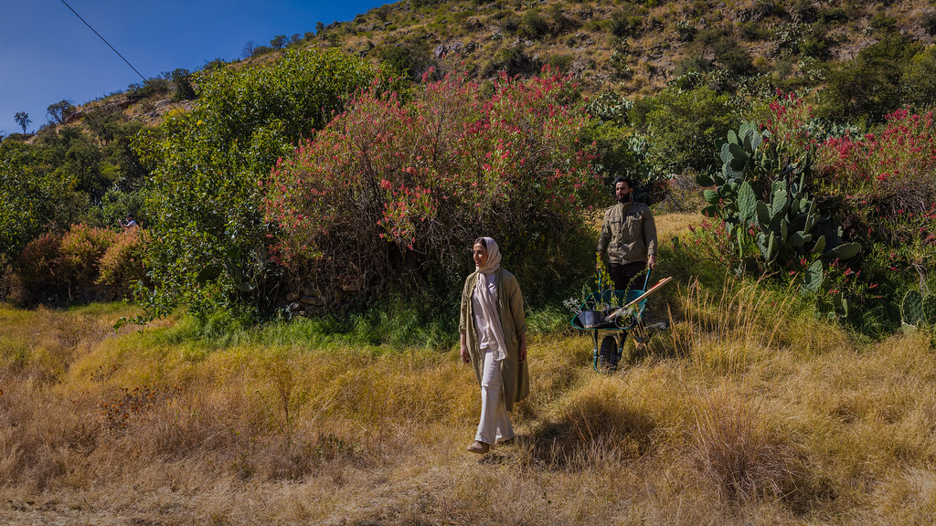 A man pushing wheel barrel for planting trees in Saudi Arabia while a woman walks in front