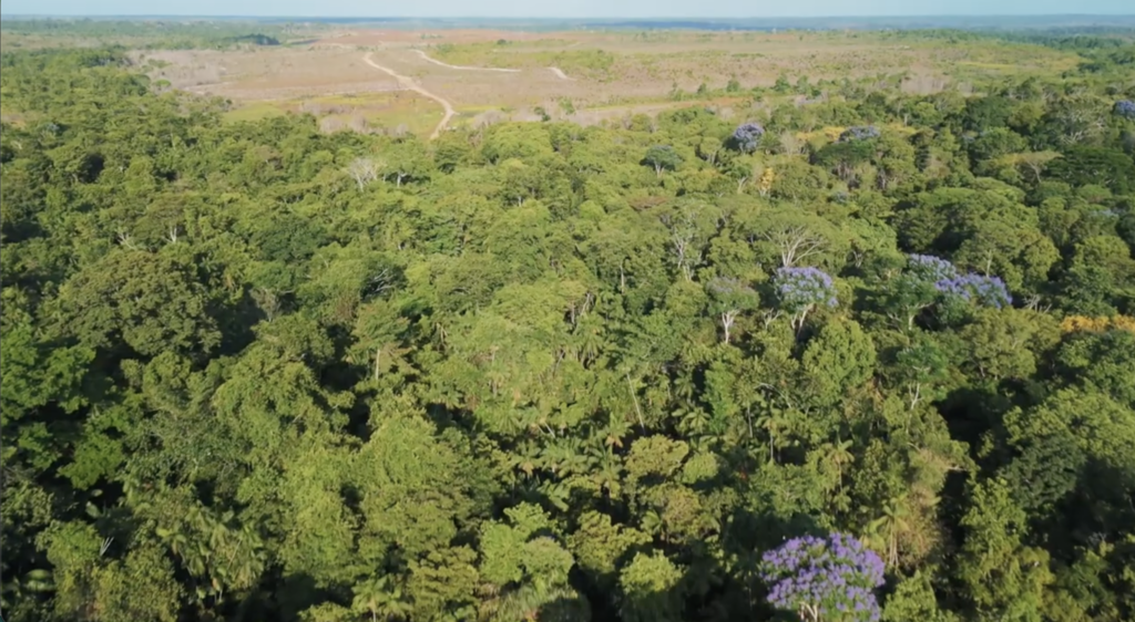 Restored and degraded Amazon land