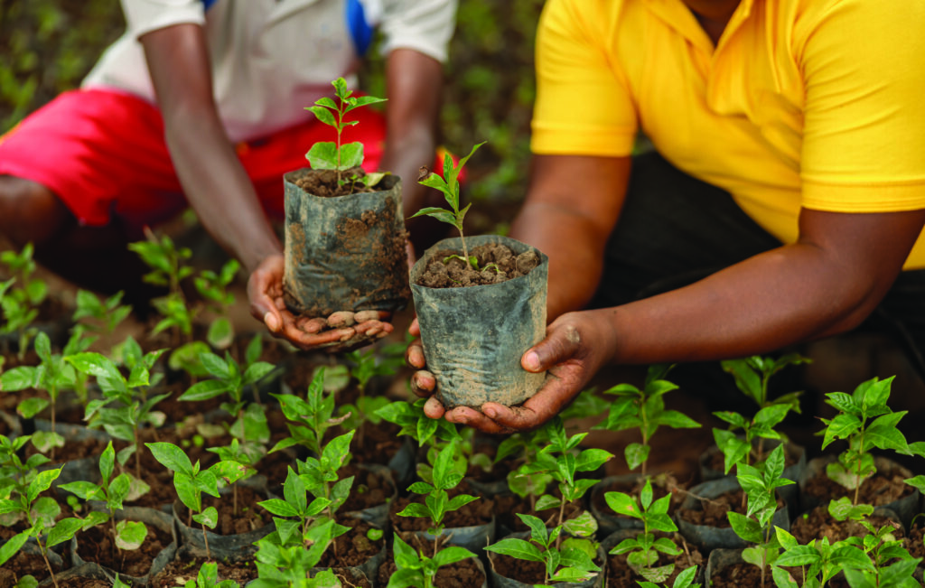 Hands of workers holding coffee sprouts