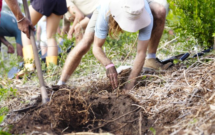 A woman digs into the soil to plant a sapling.